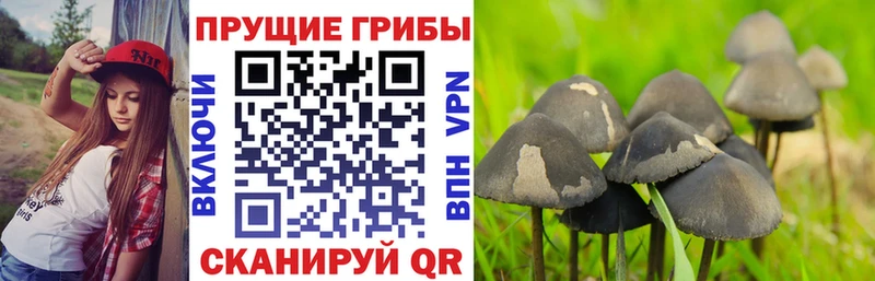 Купить  Туапсе  Галлюциногенные грибы прущие грибы 